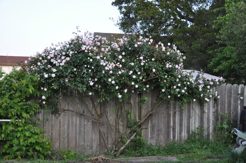 Cecile Brunner in bloom