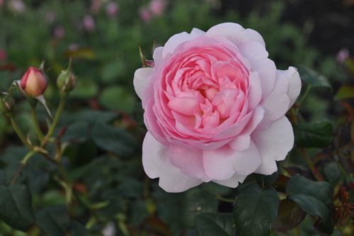 Rose hedge blooming