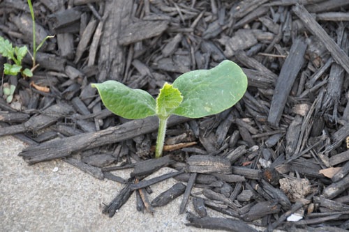 Baby pumpkin