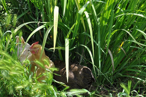 Chickens in the irises