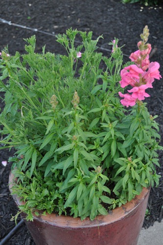 Container garden out front