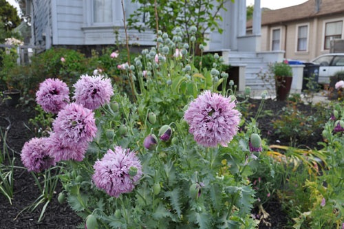 Poppy monster in bloom