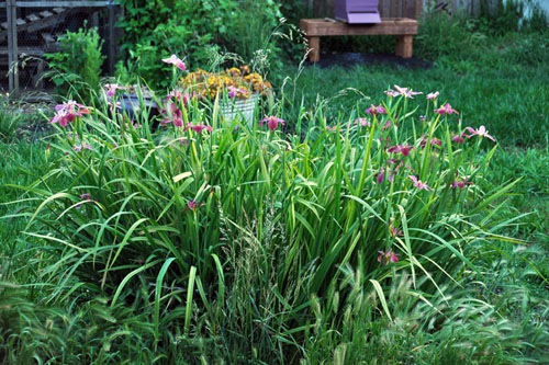 Nelson irises in bloom