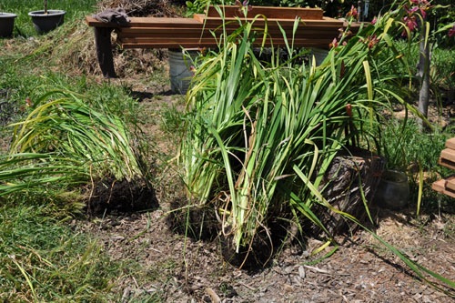 Nelson irises waiting to go to their new home