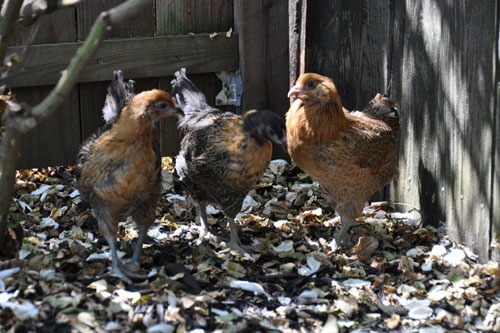 Chicks out for a romp