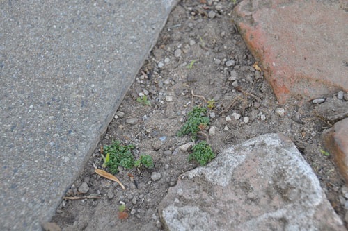 Tiny bits of elfin thyme