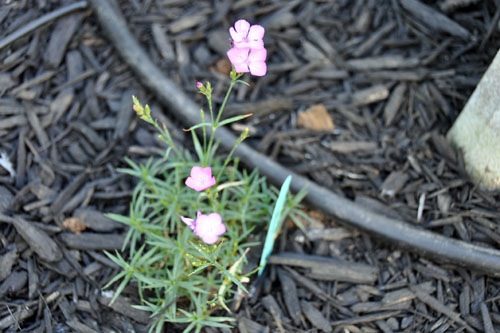 A little dianthus in the rain basin