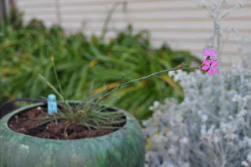 Dianthus in a container