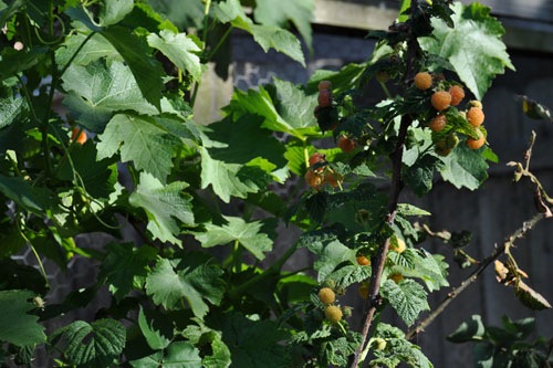 Lots of fresh raspberries