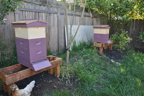 Hives with new feeders