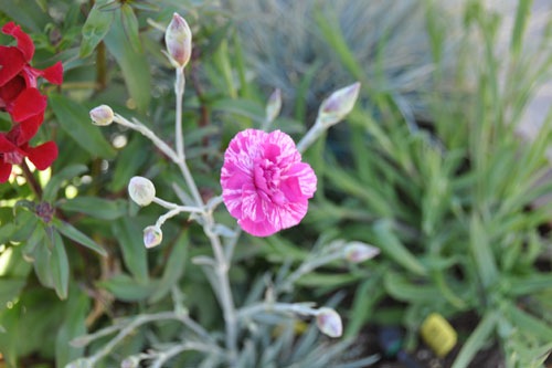 Dianthus in the front containers