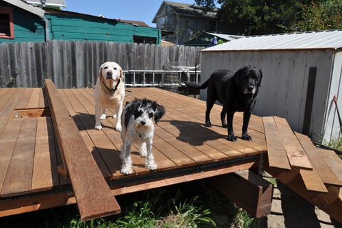 Goldie, George, and Rosie