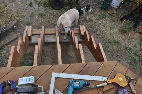 Plugged holes and an anxious dog