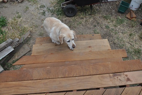 Goldie is relieved to have stairs again