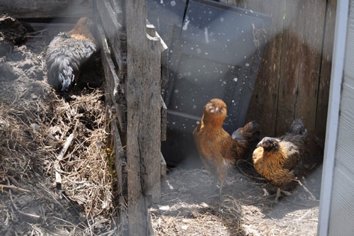 The little chickens are enjoying outside time