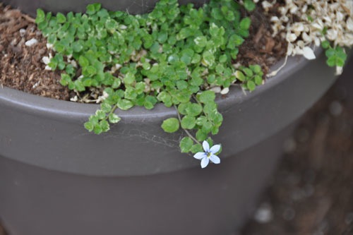 Blue Star creeper enjoying life in a pot