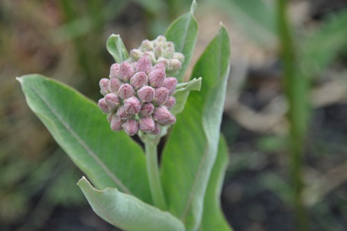 Milkweed getting ready to bloom