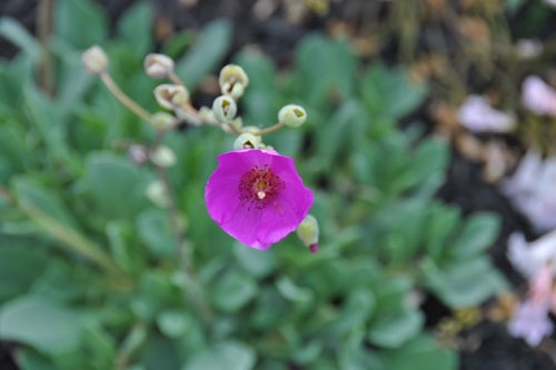 Calandrinia spectabilis blooming in the swath