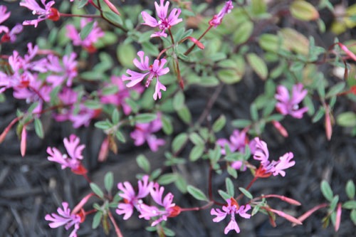 Clarkia concinna 'Pink Ribbons' in the swath