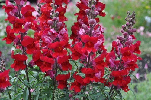 Volunteer foxglove in the containers