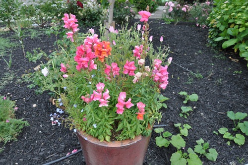 The other container full of volunteers crowding out the plants I actually bought