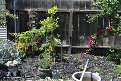 Planting the pink mulberry in the old quince spot