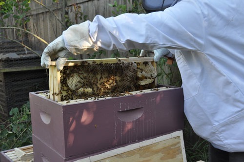 Two frames stuck together by the bees