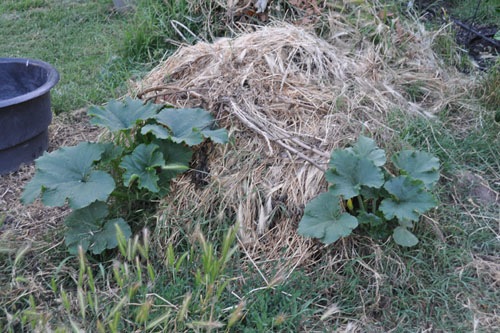 Pumpkins growing everywhere