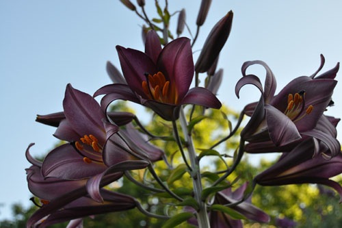 Giant lily finally blooms