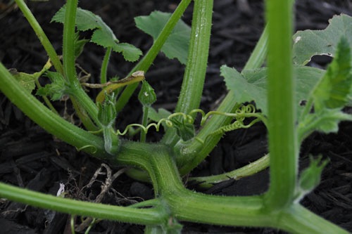 Pumpkin in the daylily bed