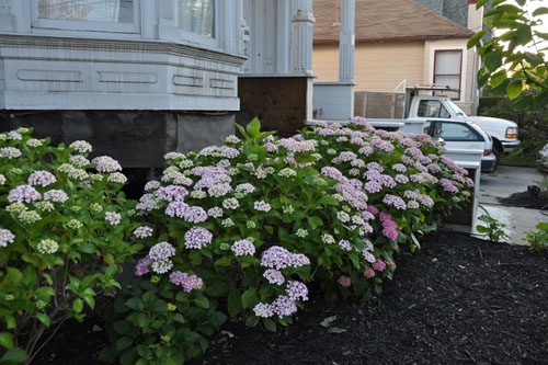 Hydrangea hedge