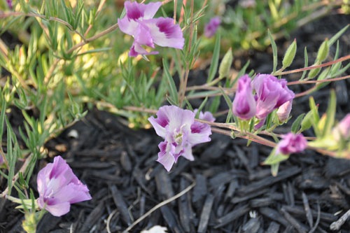 Some kind of Clarkia