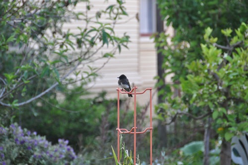 Black Phoebe