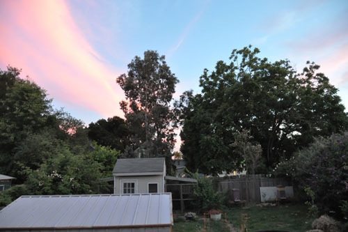 Sunset over the garden