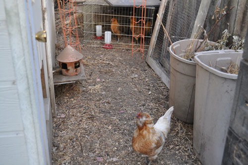 Dolly menacing the little chickens