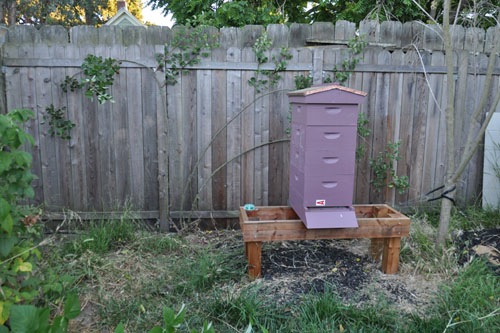 Weeded out area behind Hive A