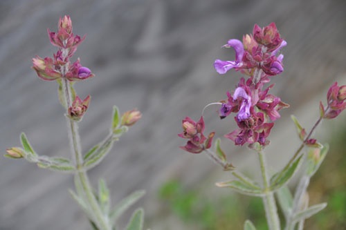 Salvia canariensis var. candidissima 