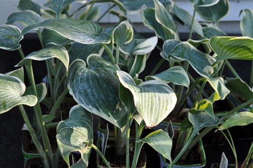 El Nino hostas waiting to be planted