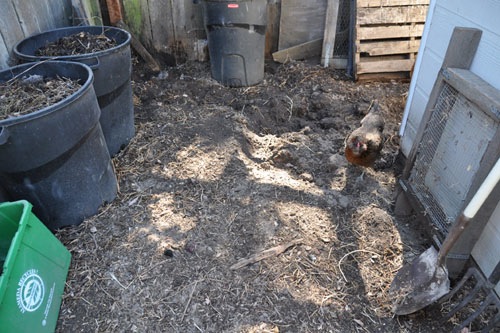 Dug-up chicken yard