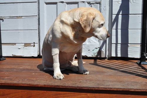 Goldie in the sun