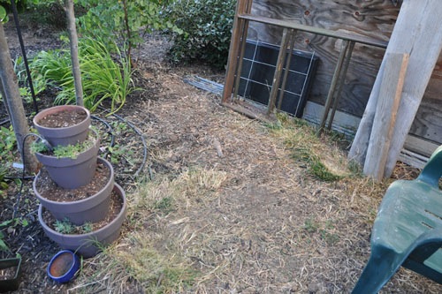 Grass beside the house