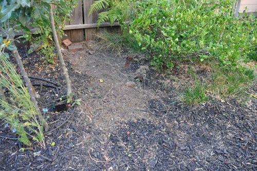 Lawn ripped out by the flowering quince