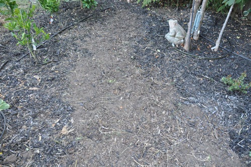 Grass walk removed in the orchard