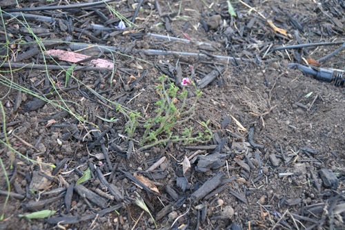 Pelargonium replanted