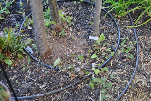 Campanula ripped out under asian pears