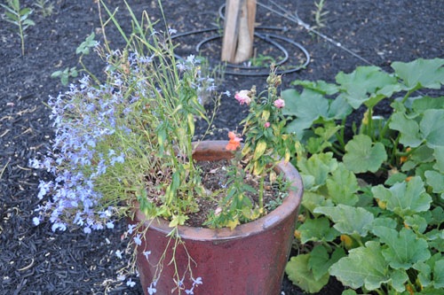 Snapdragon ripped out of the container