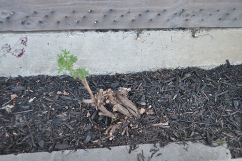 Rose geranium pruned to death