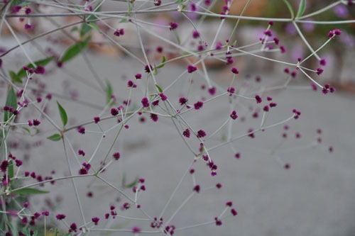 Gomphrena decumbens