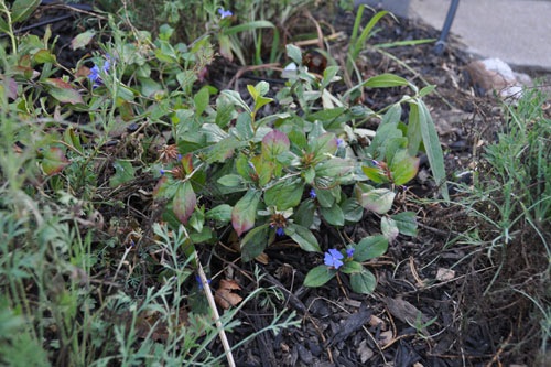 Ceratostigma plumbaginoides