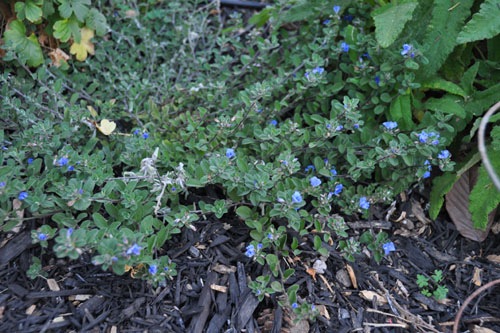 Blue groundcover